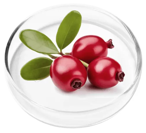 Bearberry